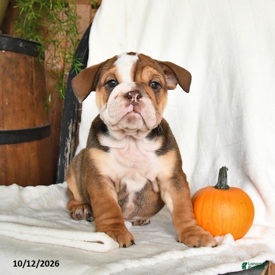 English Bulldog dogs Cherry - Ad 2