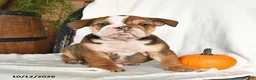 English Bulldog dogs for sale: Cherry - Ad 2