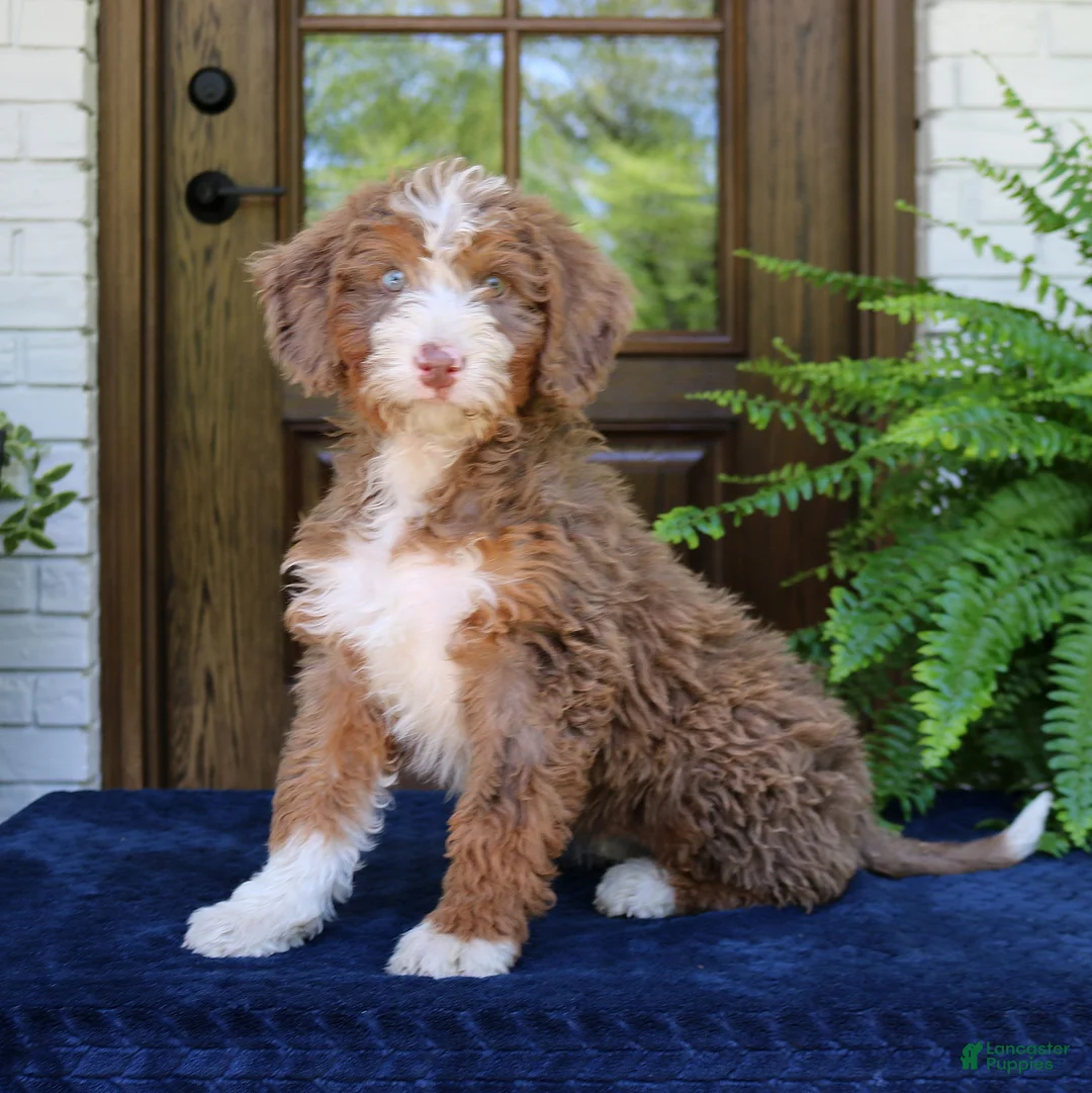 Mini Bernedoodle dogs for sale: Nova  - Ad 1