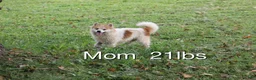 Mixed Breed dogs for sale: Mixed Breed 5 - Ad 3
