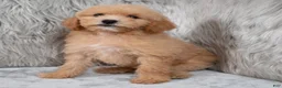 Mini Goldendoodle dogs for sale: Ivy ID: 3855 - Ad 3