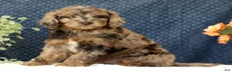 Mini Goldendoodle dogs for sale: Cliff - Ad 7