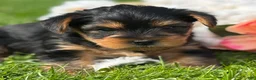 Yorkshire Terrier dogs for sale: Cocoa - Ad 3