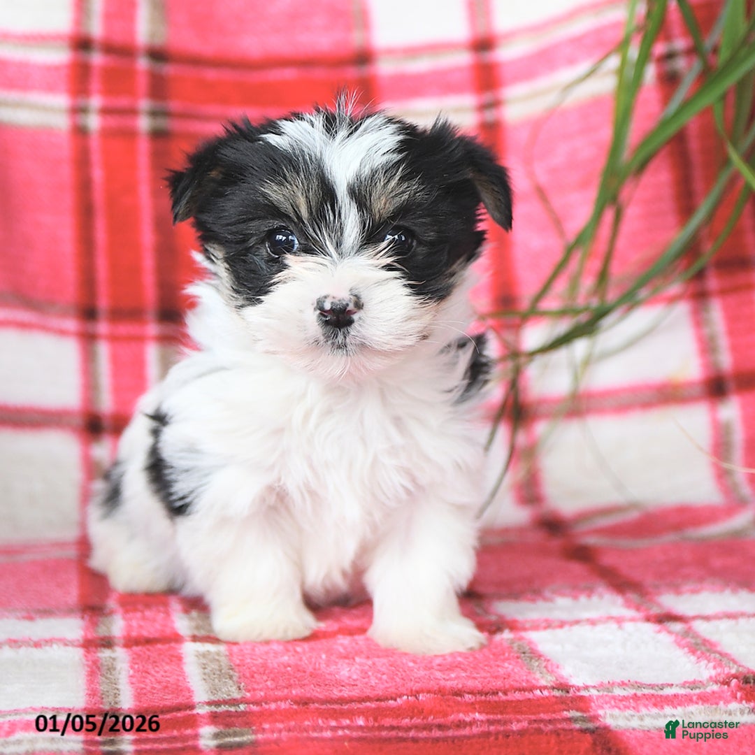 Morkie dogs for sale: Rocket - Ad 4