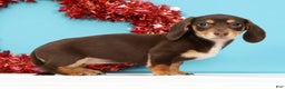 Miniature Dachshund dogs for sale: Kendra - Ad 4