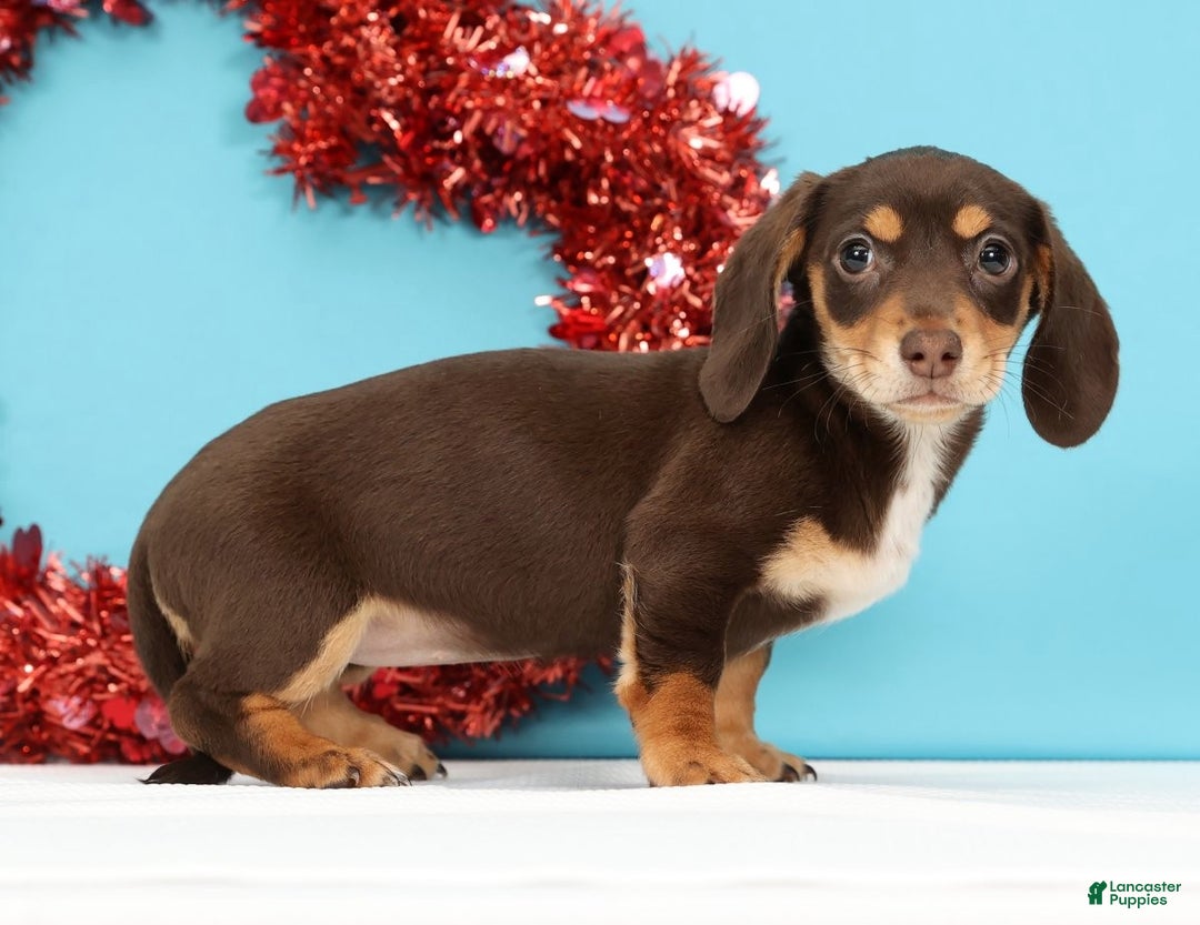 Miniature Dachshund dogs for sale: Kendra - Ad 4