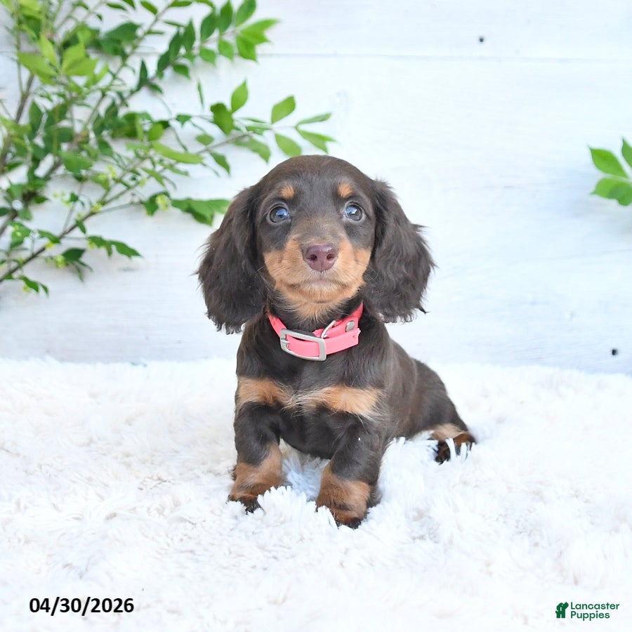 Miniature Dachshund dogs for sale: Maggie - Ad 1
