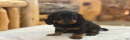 Miniature Dachshund dogs for sale: Pixie - Ad 6