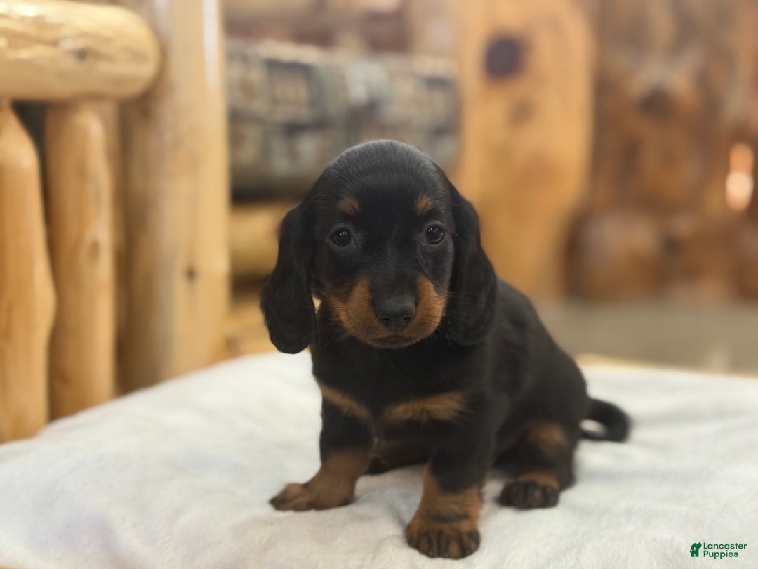 Miniature Dachshund dogs for sale: Pixie - Ad 6