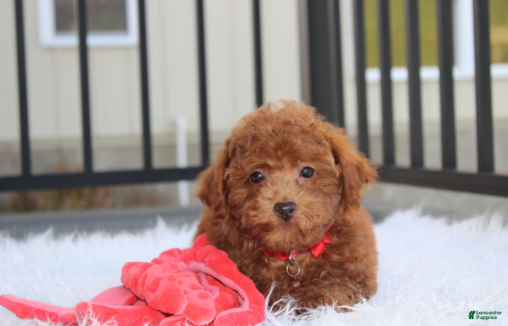 Bichpoo dogs for sale: Simba - Ad 1