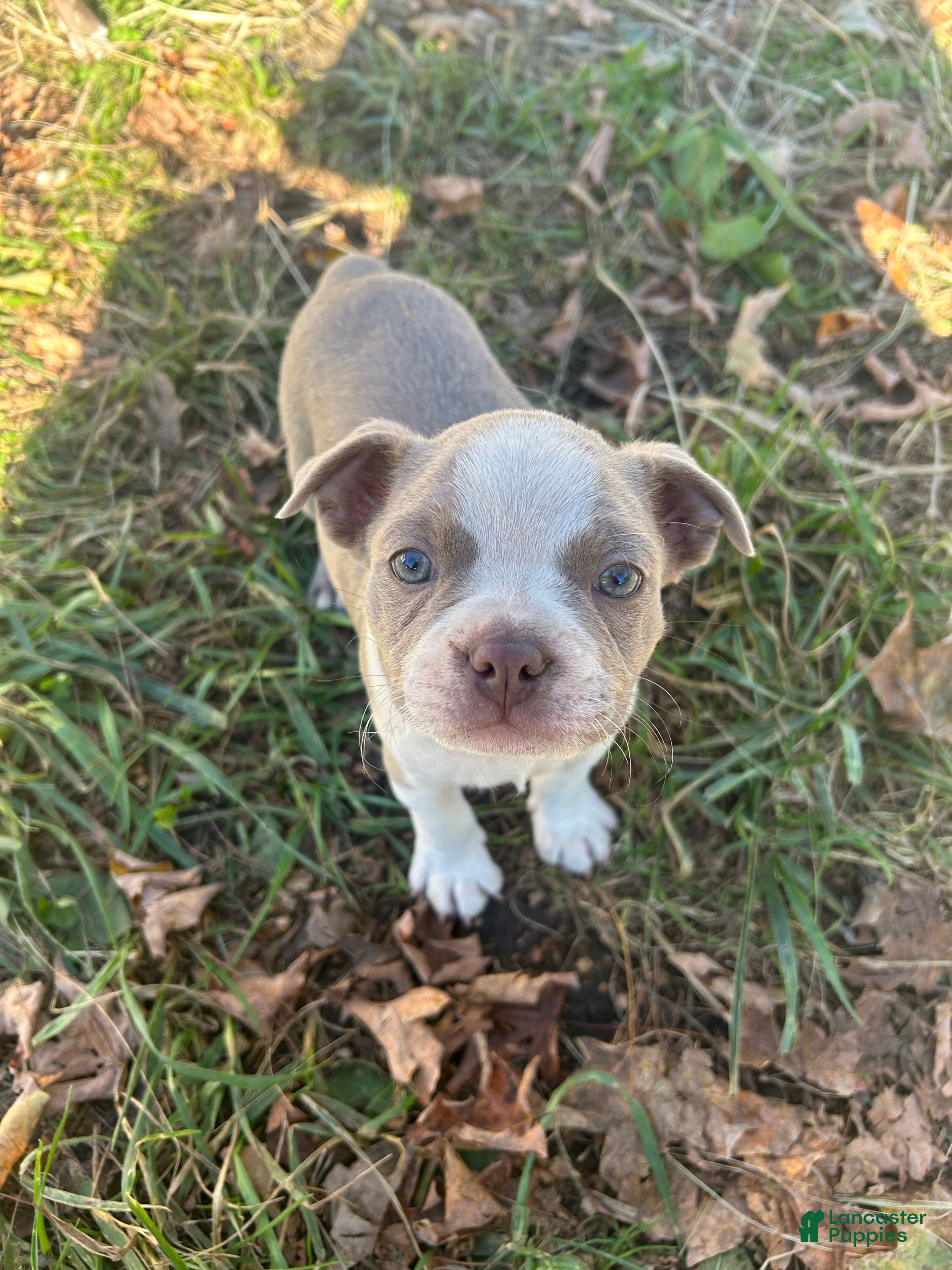 Boston Terrier dogs for sale: Benny - Ad 4