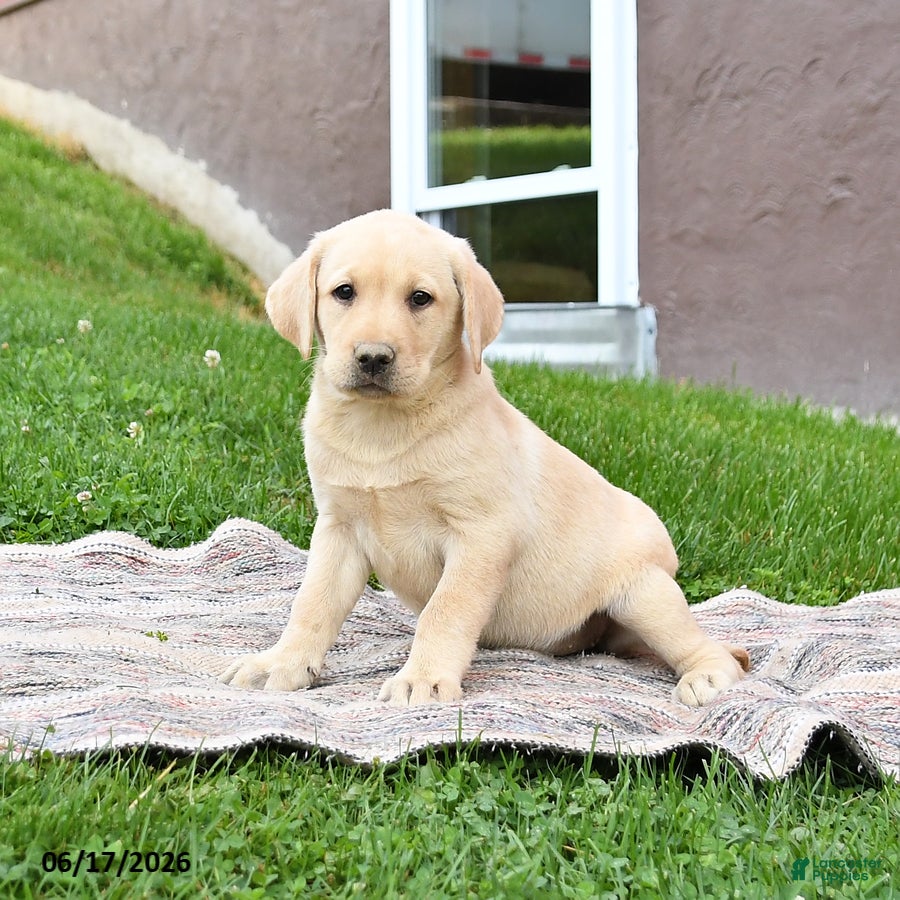Labrador Retriever dogs Gem  - Ad 2