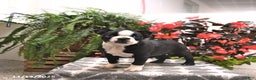 Boston Terrier dogs for sale: Felicity - Ad 5