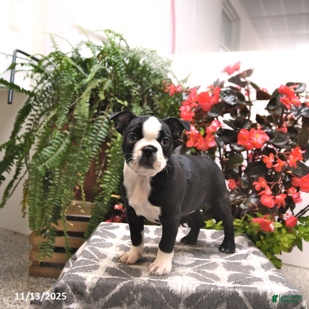 Boston Terrier dogs for sale: Felicity - Ad 5