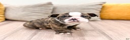 English Bulldog dogs for sale: Reba - Ad 3