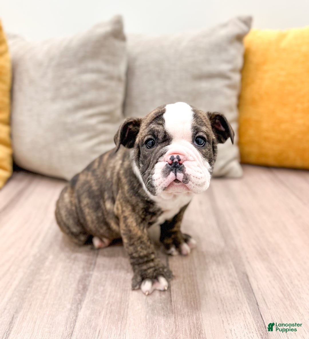 English Bulldog dogs for sale: Reba - Ad 3
