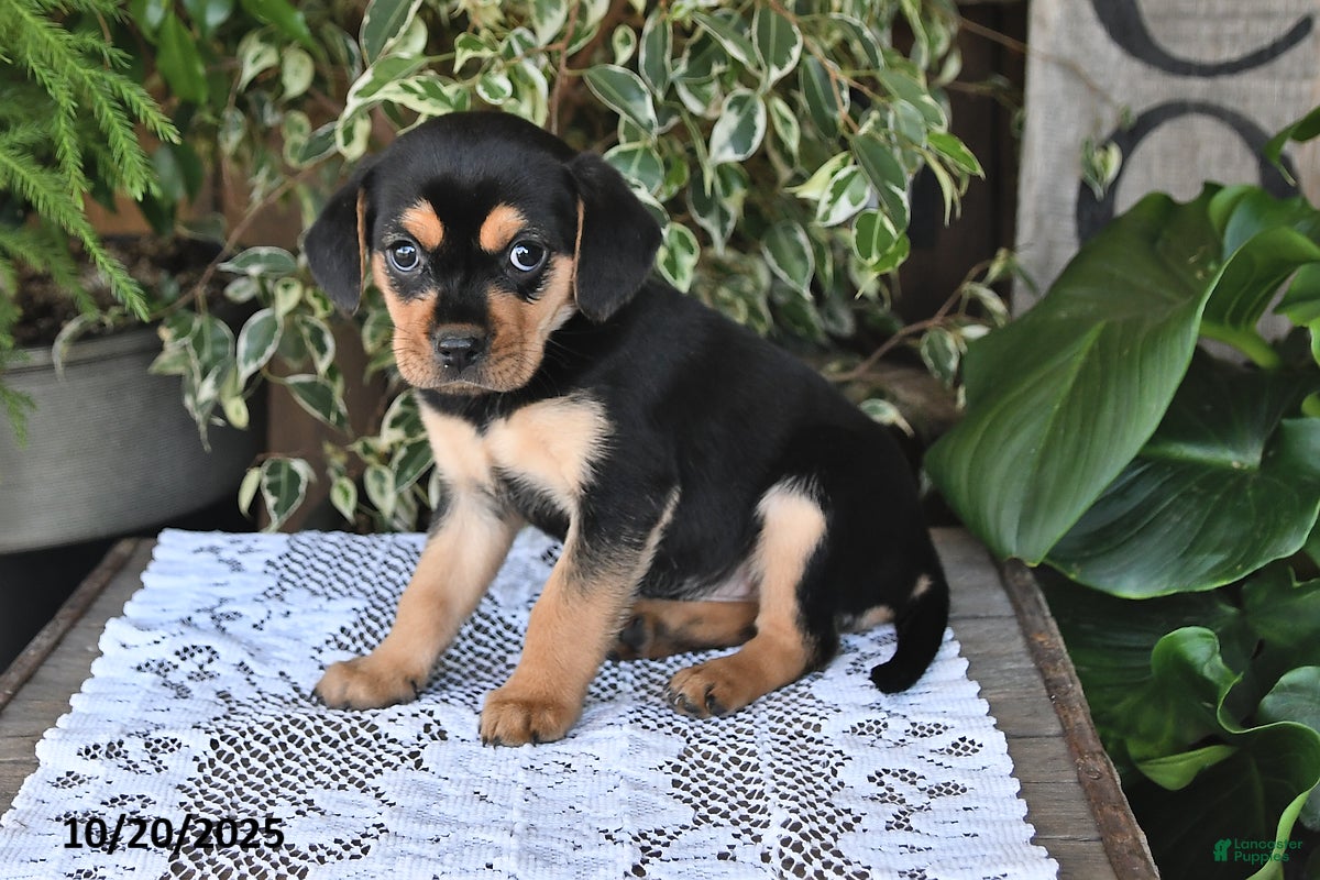 Mixed Breed dogs Rosie - Ad 4