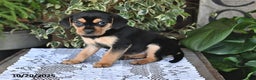 Mixed Breed dogs for sale: Rosie - Ad 1