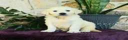 Golden Retriever dogs for sale: Dallas - Ad 2