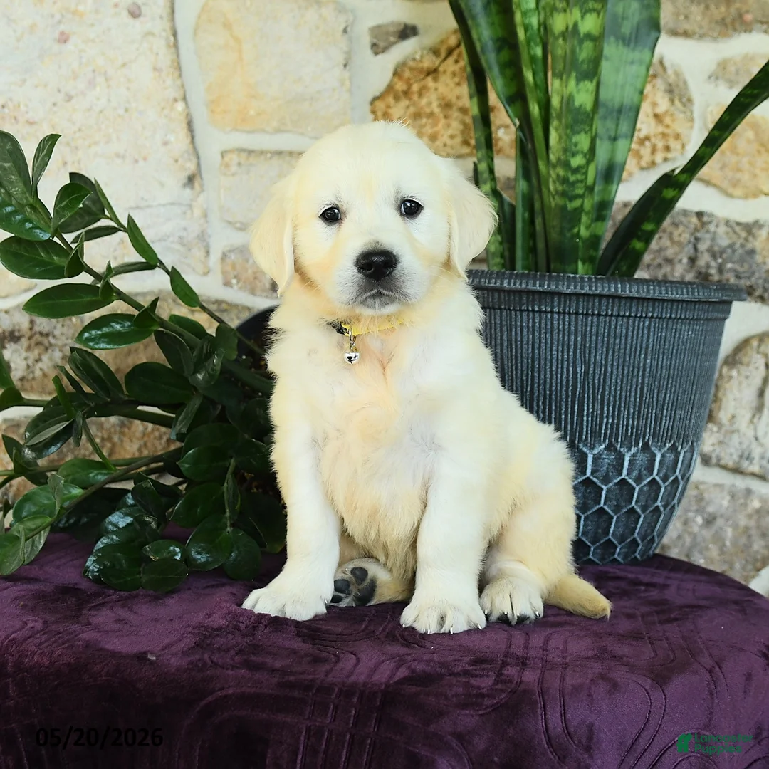 Golden Retriever dogs for sale: Dallas - Ad 2