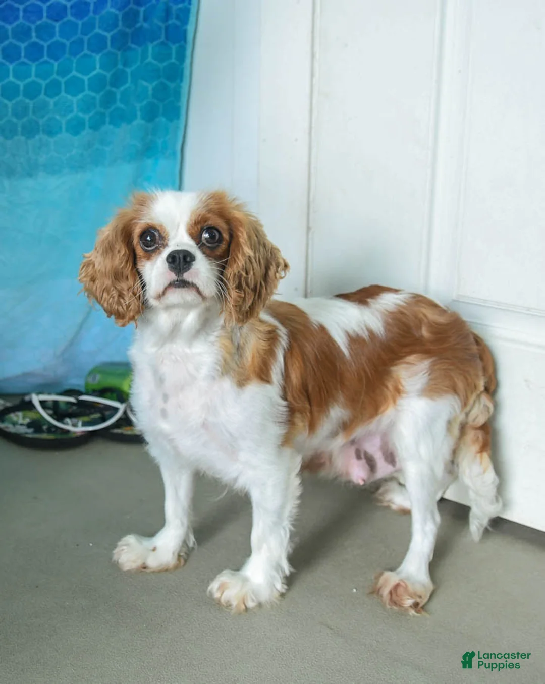 Cavapoo dogs for sale: Patsy - Ad 6