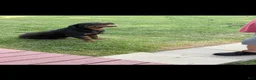 Rottweiler dogs for sale: Rottweiler 1 - Ad 8