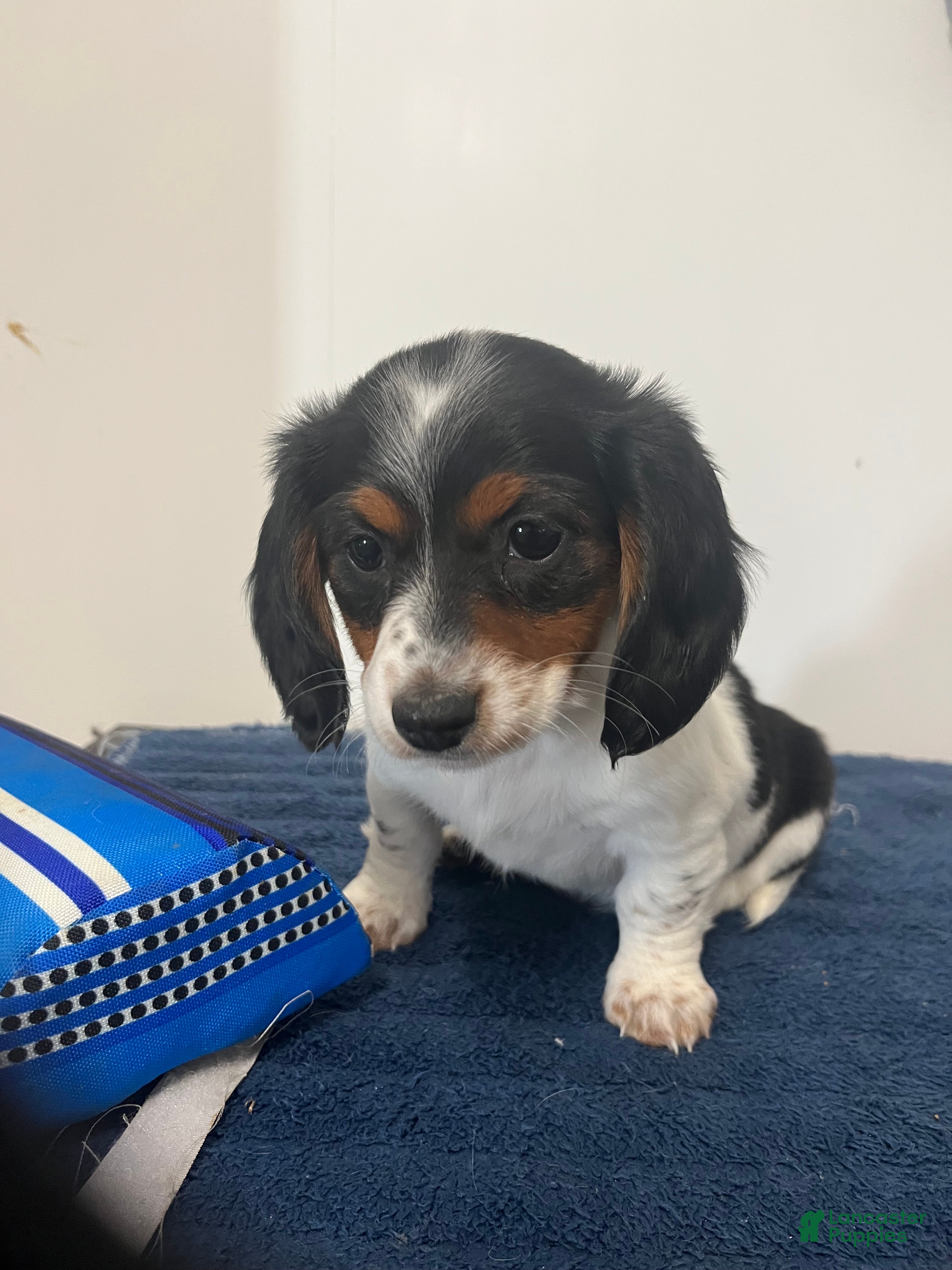 Miniature Dachshund dogs Ginny - Ad 1