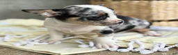 Chihuahua dogs for sale: Rocket - Ad 13