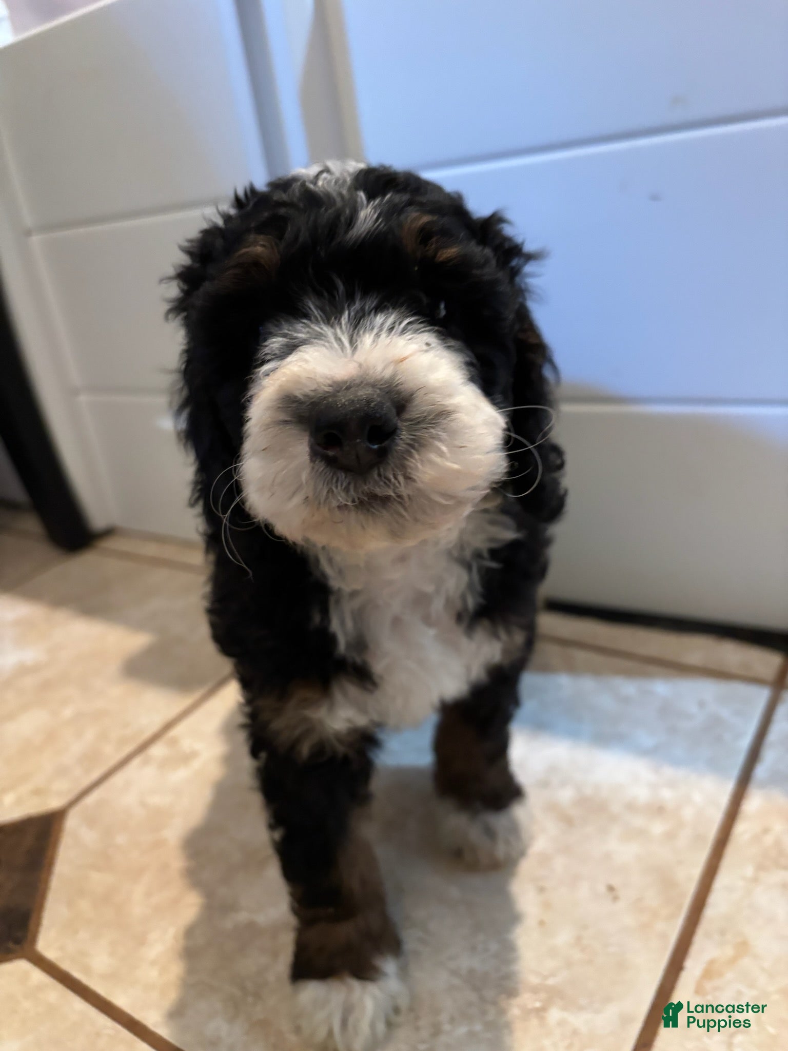 Mini Bernedoodle dogs for sale: Peony - Ad 2