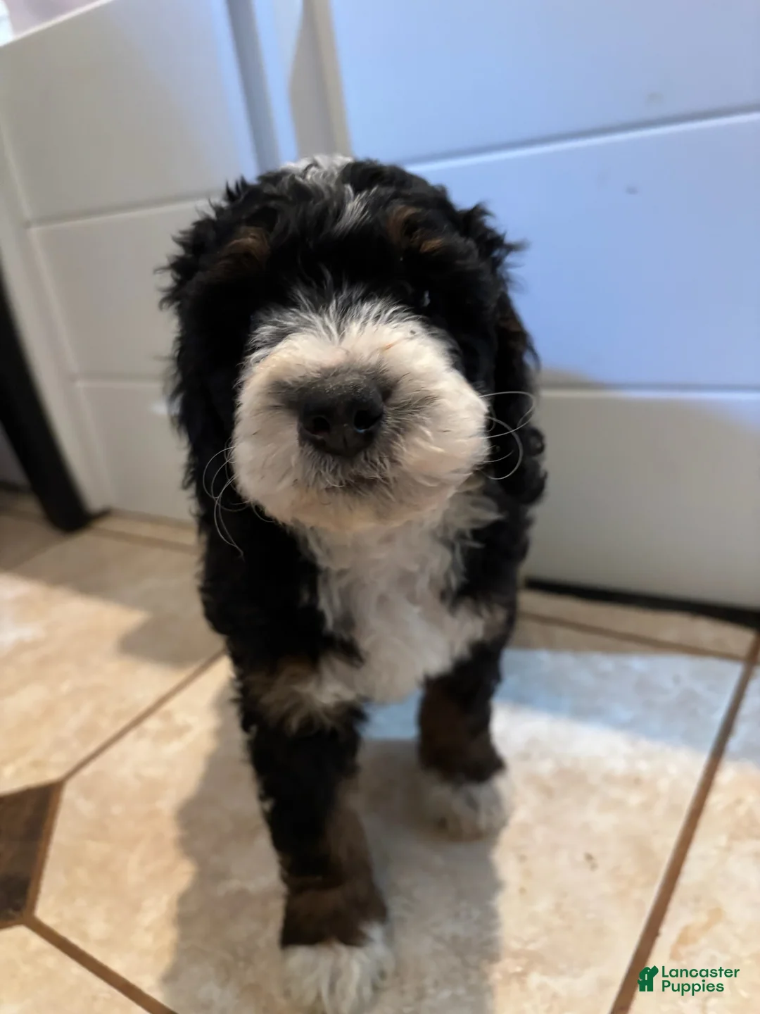 Mini Bernedoodle dogs for sale: Peony - Ad 2
