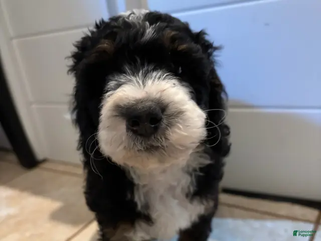 Mini Bernedoodle dogs for sale: Peony - Ad 2