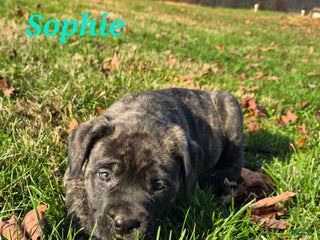 English Mastiff dogs Sophie - Ad 31