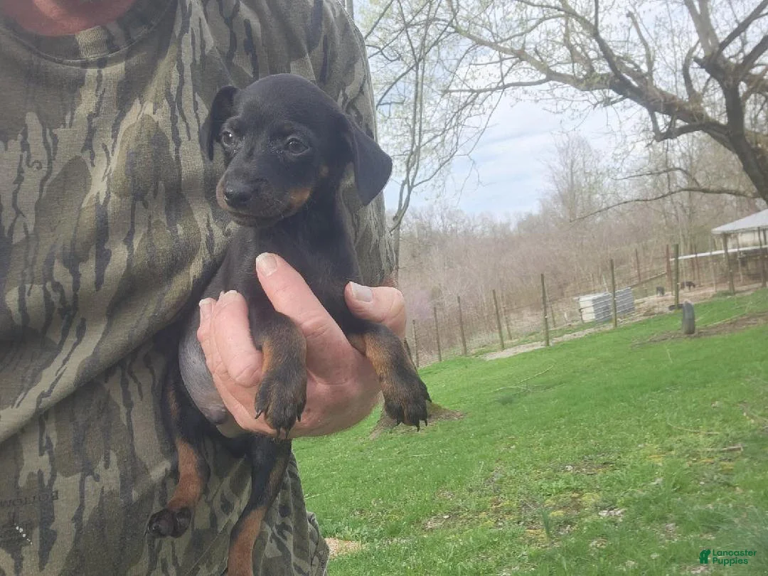 Miniature Pinscher dogs for sale: Winston - Ad 1