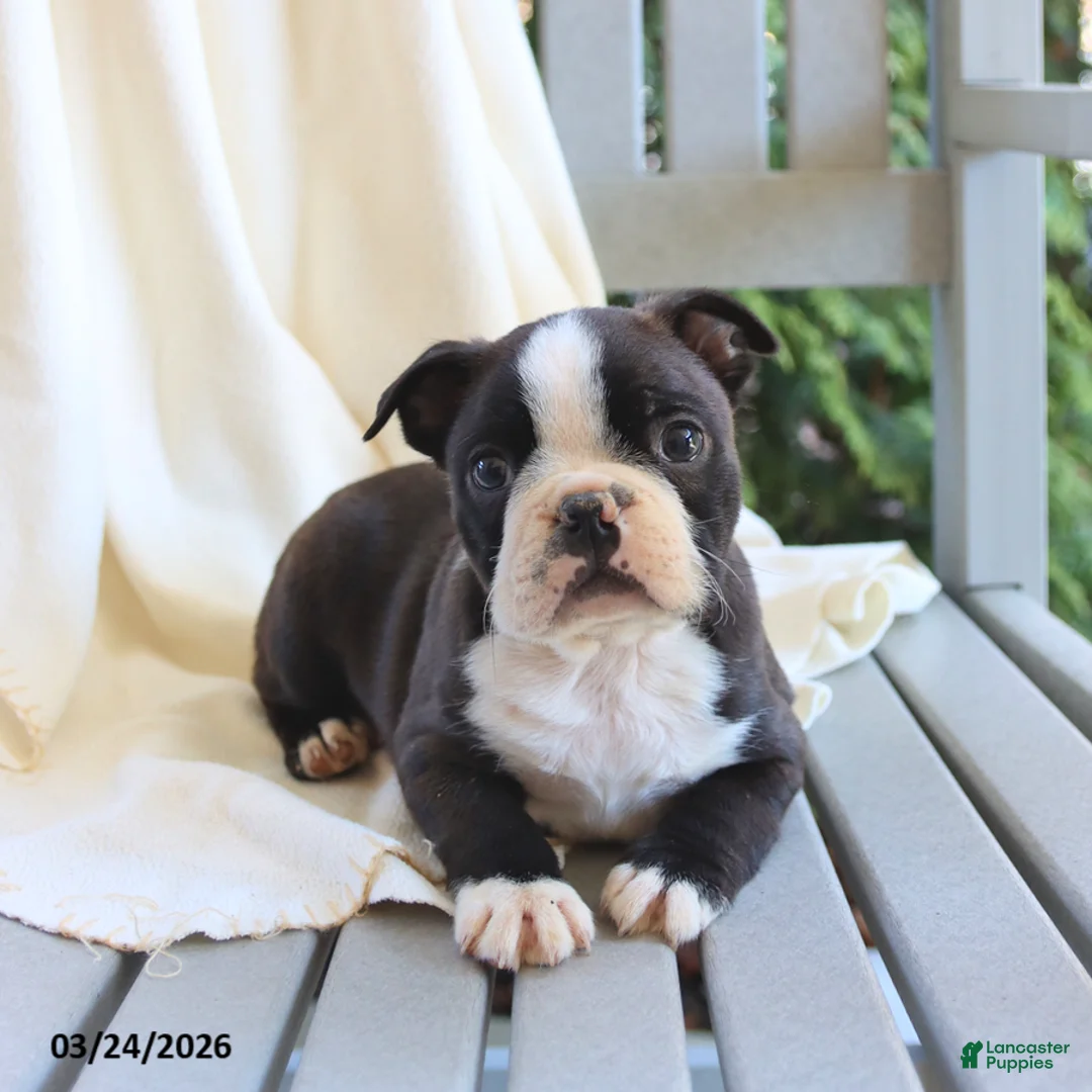 Boston Terrier dogs for sale: Cash - Ad 1