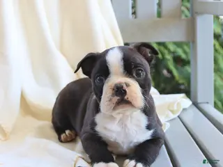 Boston Terrier dogs for sale: Cash - Ad 4