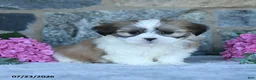 Shih Tzu dogs for sale: Butterscotch - Ad 5