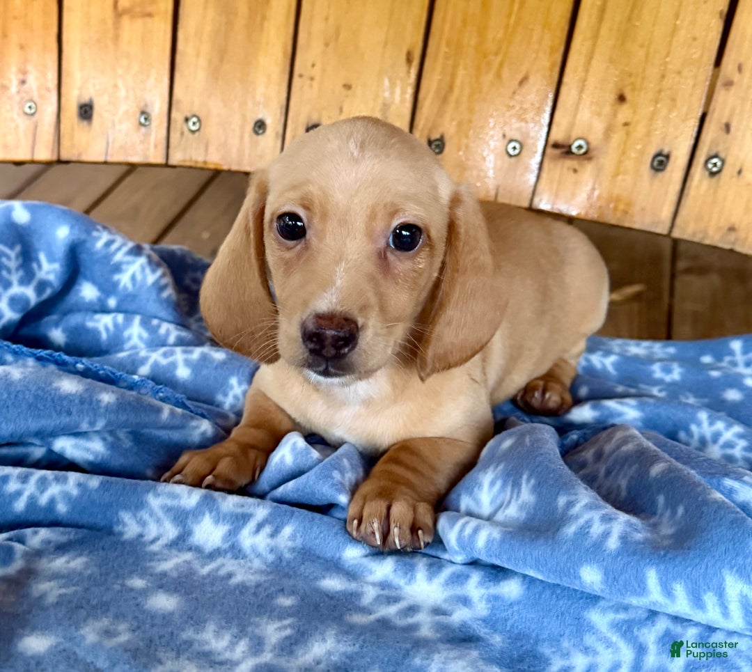 Miniature Dachshund dogs for sale: Chance - Ad 1