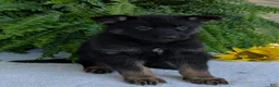 German Shepherd dogs for sale: Ivy - Ad 16