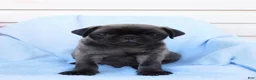 Pug dogs for sale: Marcus - Ad 1