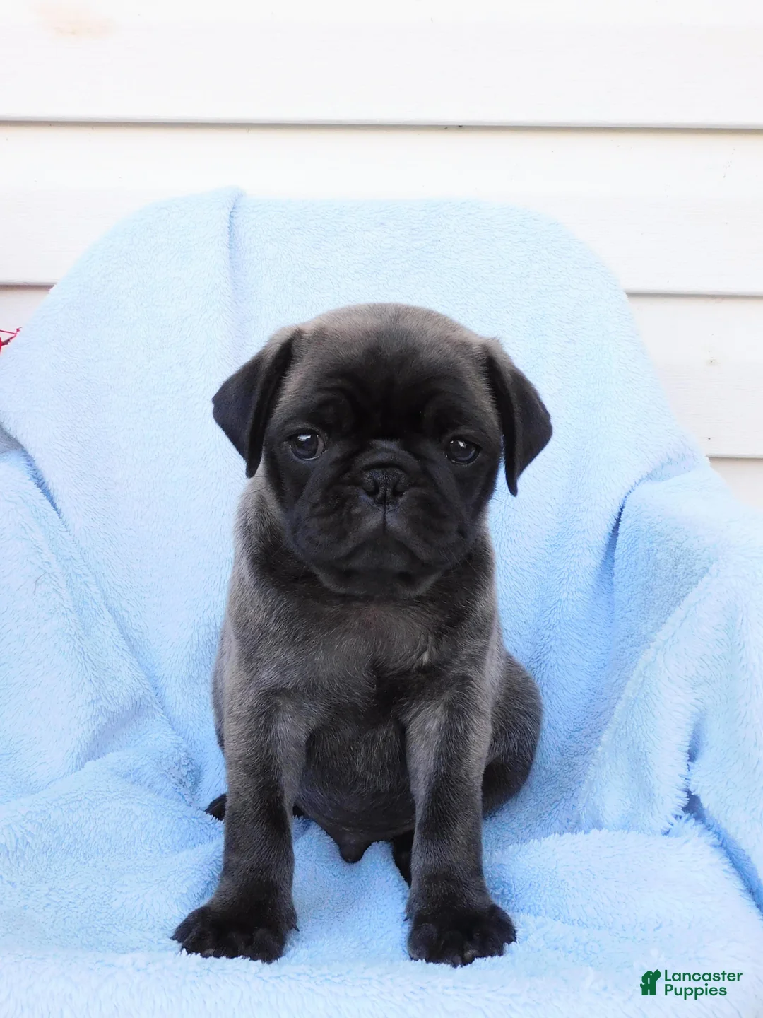 Pug dogs for sale: Marcus - Ad 1