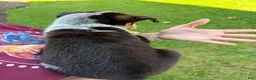 Australian Cattle Dog dogs for sale: Australian Cattle Dog 2 - Ad 2