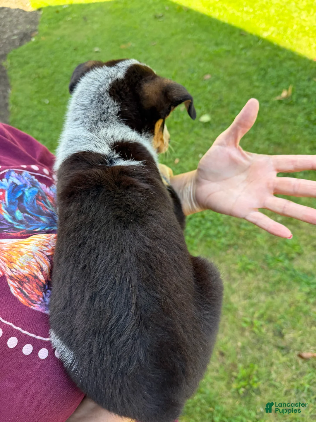 Australian Cattle Dog dogs for sale: Australian Cattle Dog 2 - Ad 2