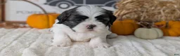 Shih Tzu dogs for sale: Kip - Ad 8