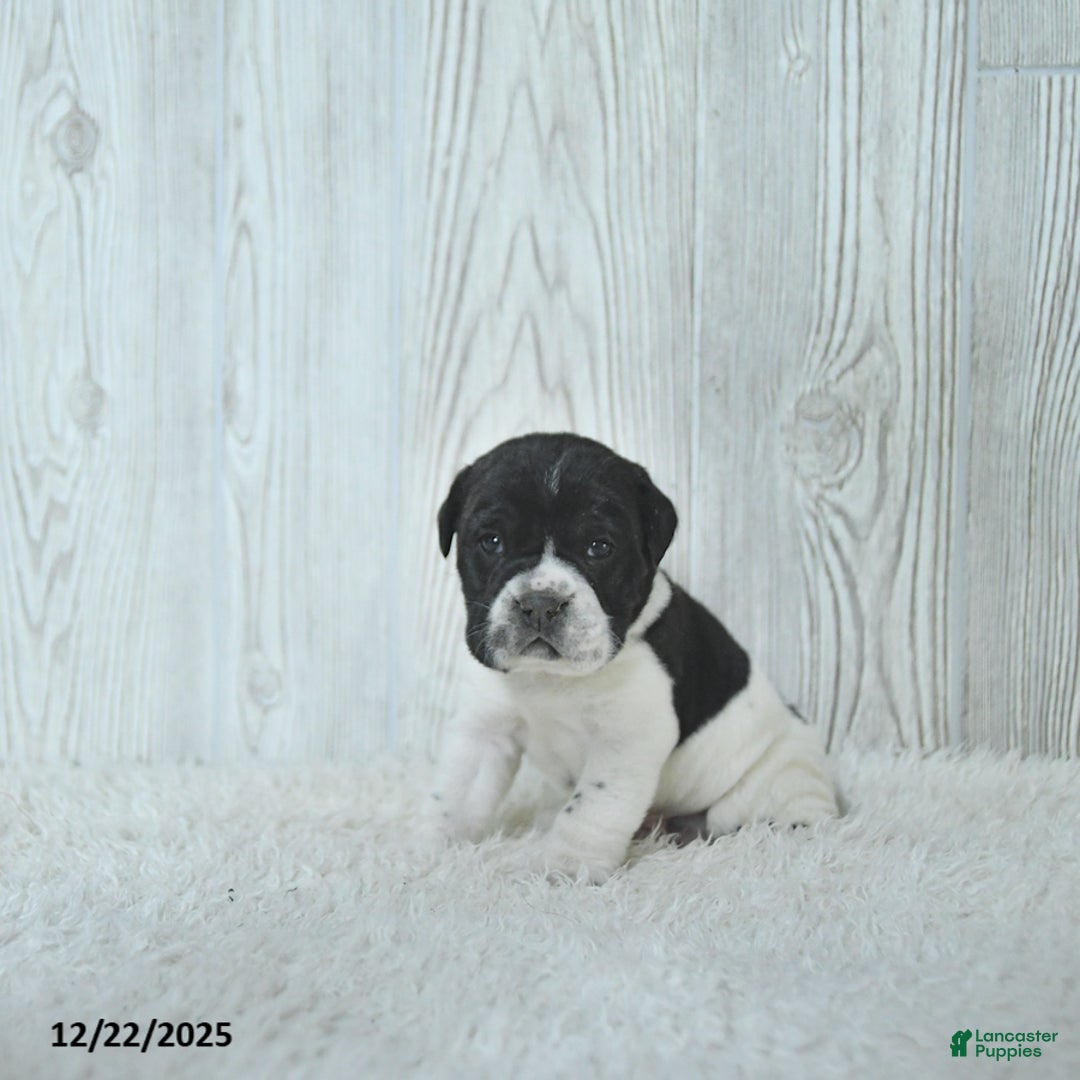 Mini Hippo dogs for sale: Gus - Ad 4