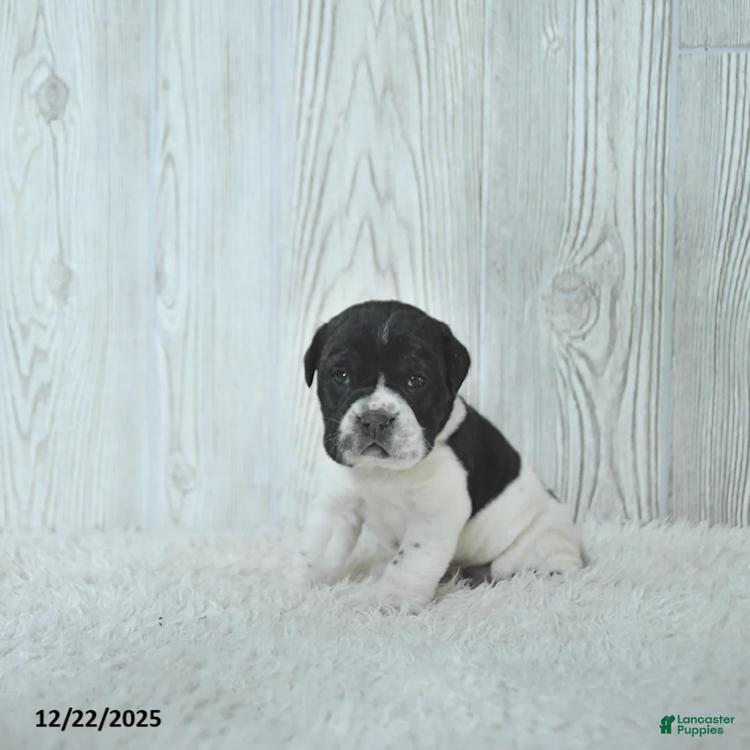 Mini Hippo dogs for sale: Gus - Ad 14