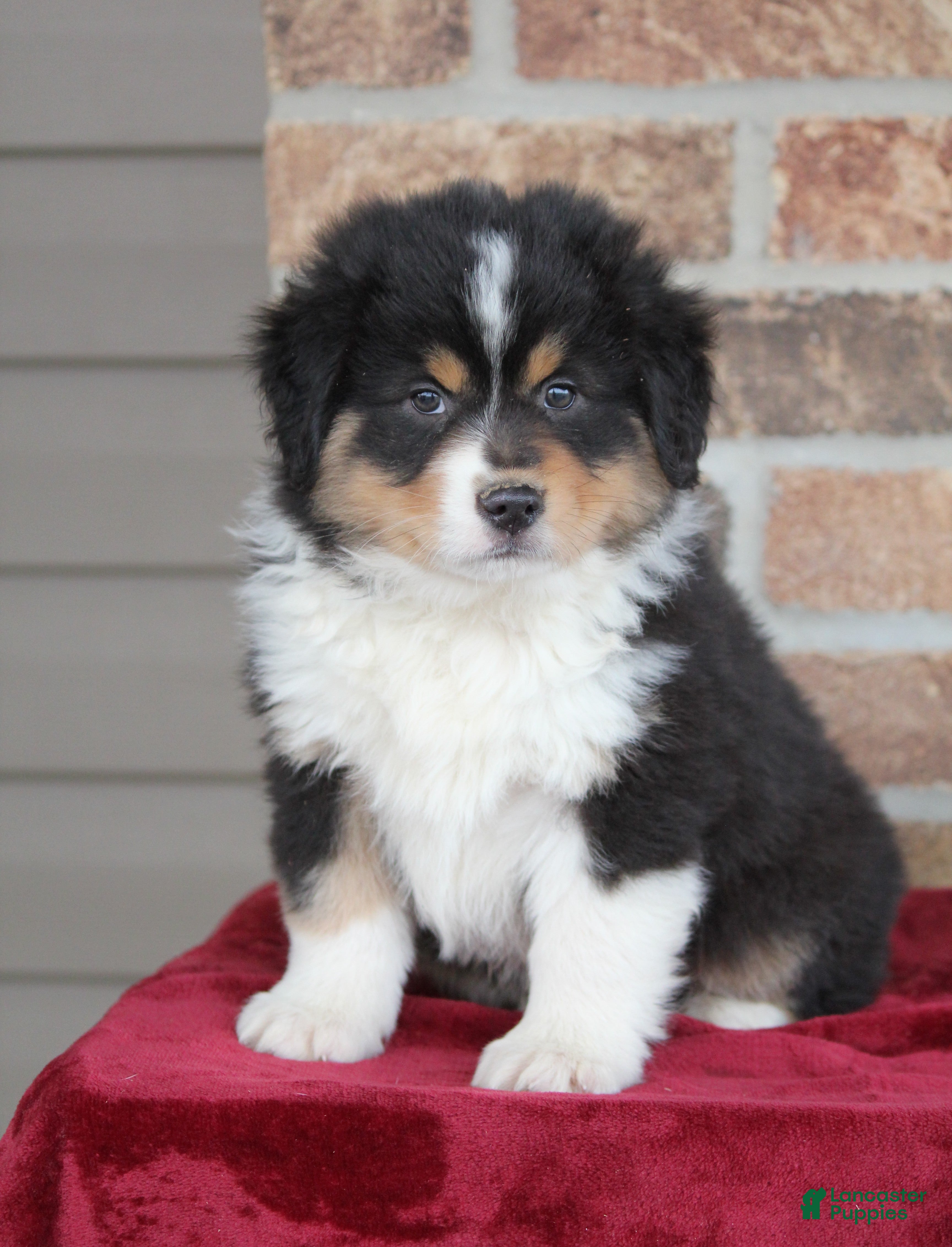 Miniature Australian Shepherd dogs Maverick - Ad 22