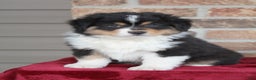 Miniature Australian Shepherd dogs for sale: Maverick - Ad 4