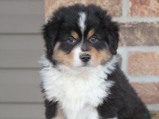 Miniature Australian Shepherd dogs Maverick - Ad 41