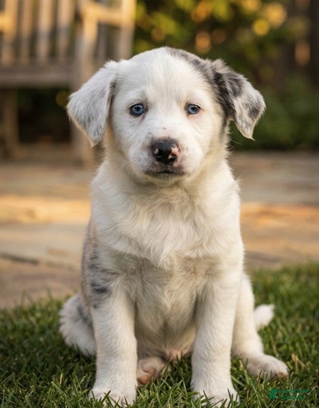 Mixed Breed dogs Chadwick - Ad 4