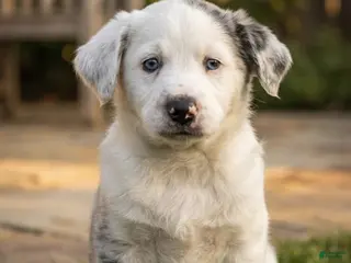 Mixed Breed dogs Chadwick - Ad 4